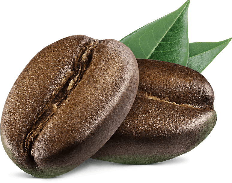 Roasted Everest Bean coffee beans with leaves